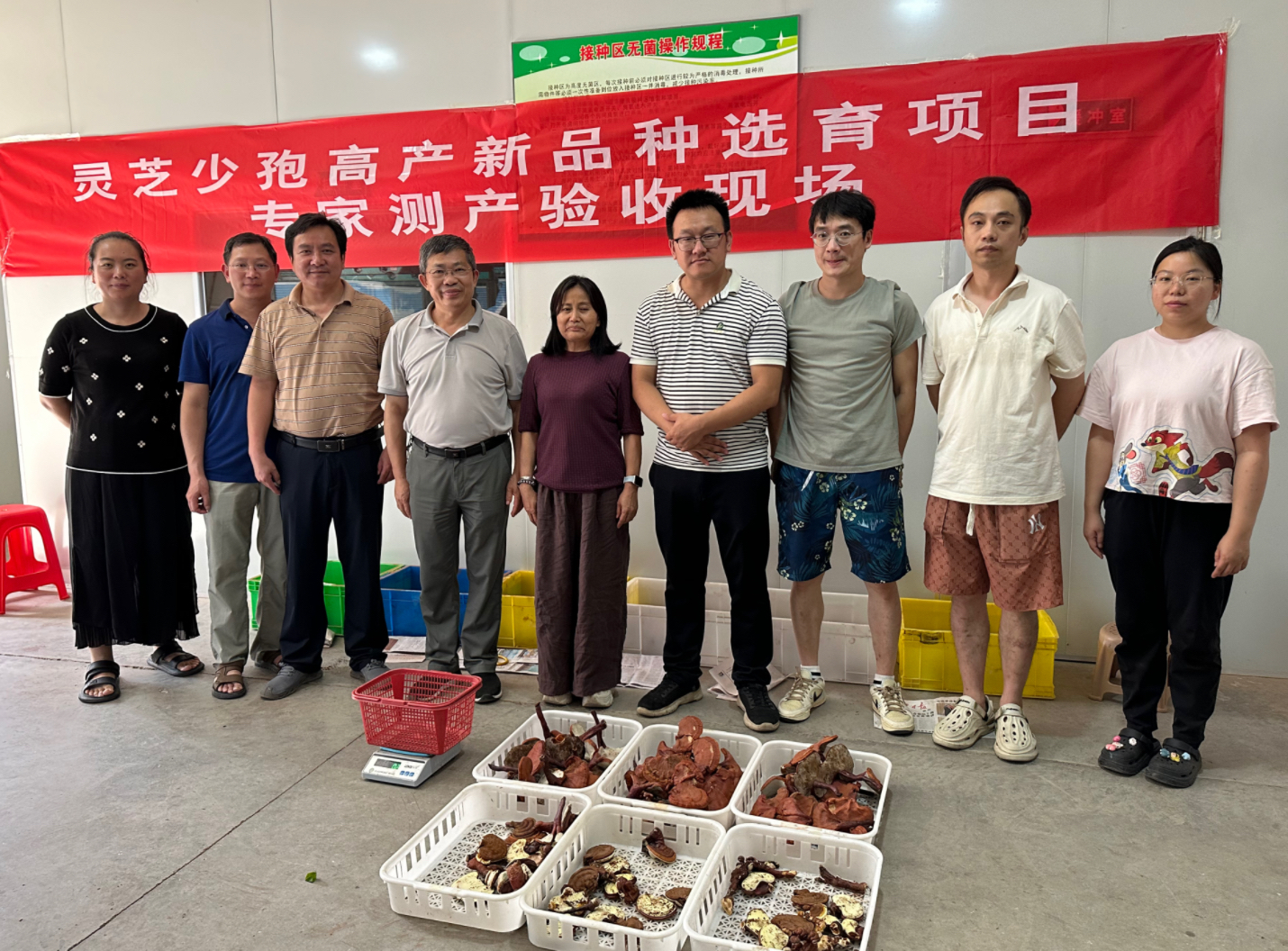 食用菌研究所“灵芝少孢高产新品种选育”项目通过测产验收