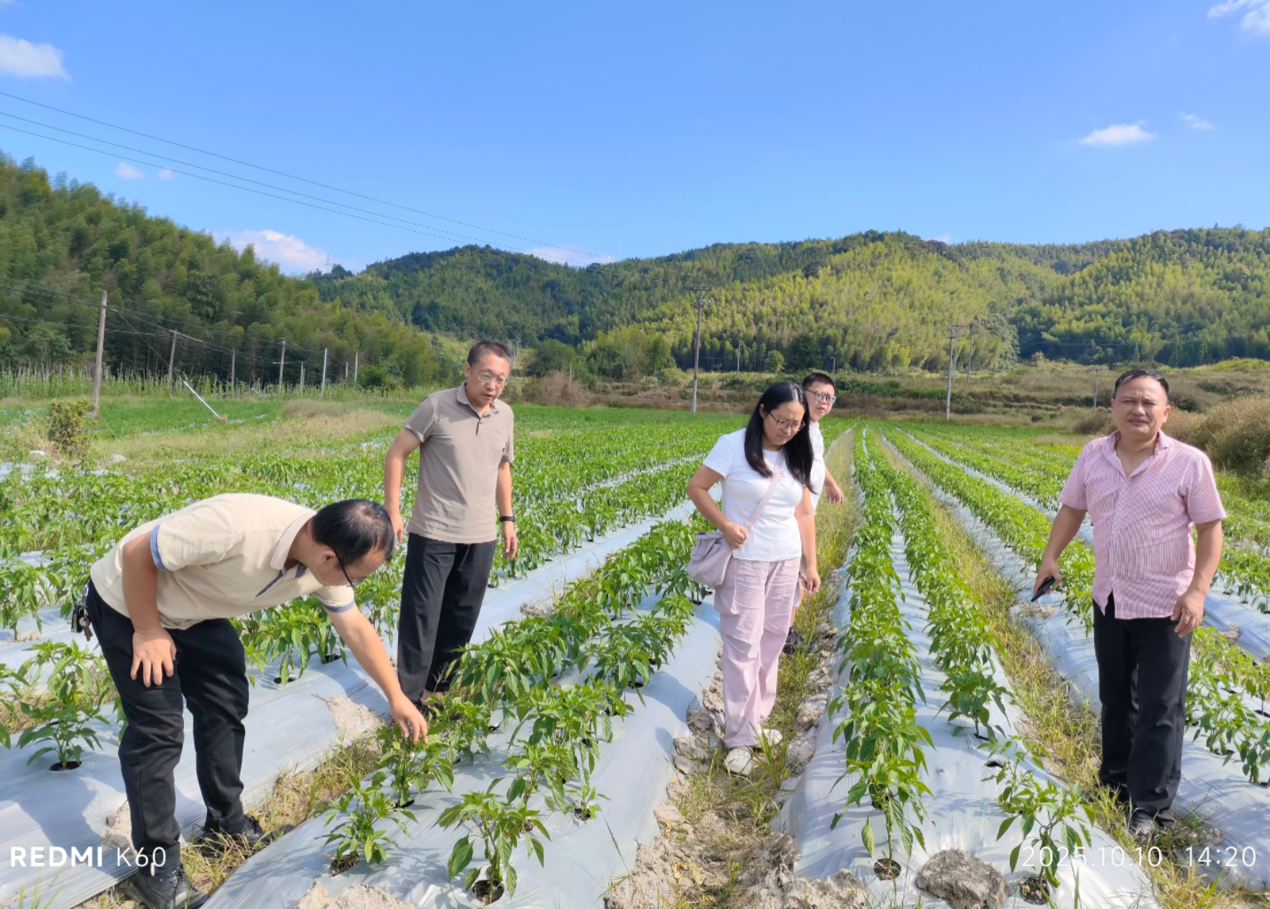 科技赋能：产学研结合破解种植难题
