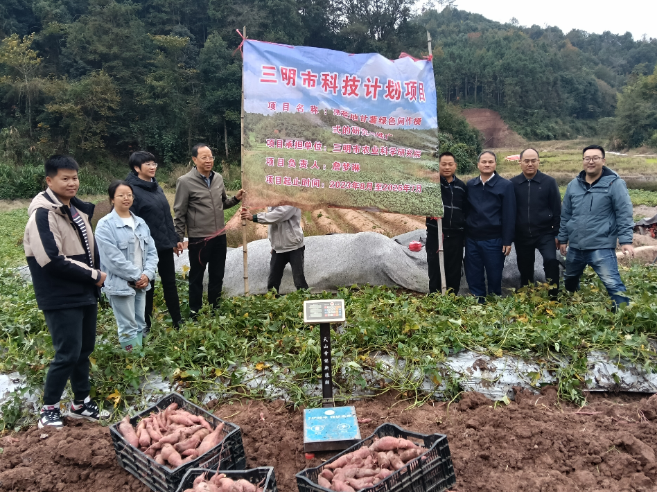 旱作所：市科技计划项目“撂荒地甘薯绿色间作模式的研究与推广”通过现场测产