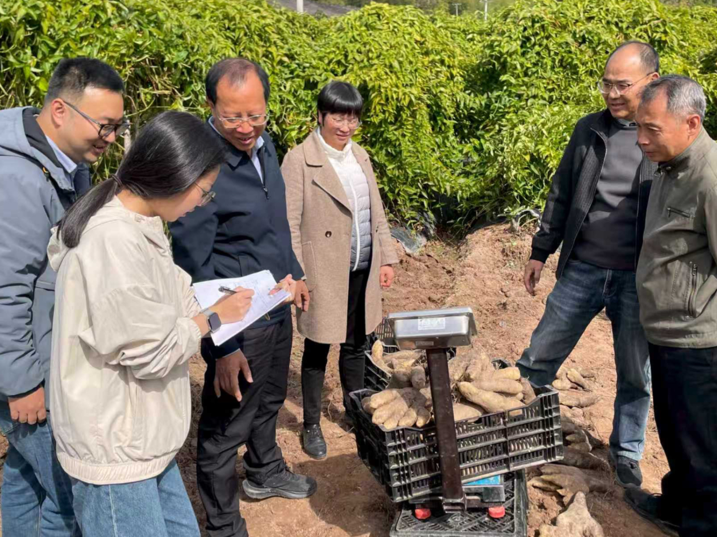 旱作所：三明市科技计划项目“酿酒专用型山药新品种选育”通过现场测产