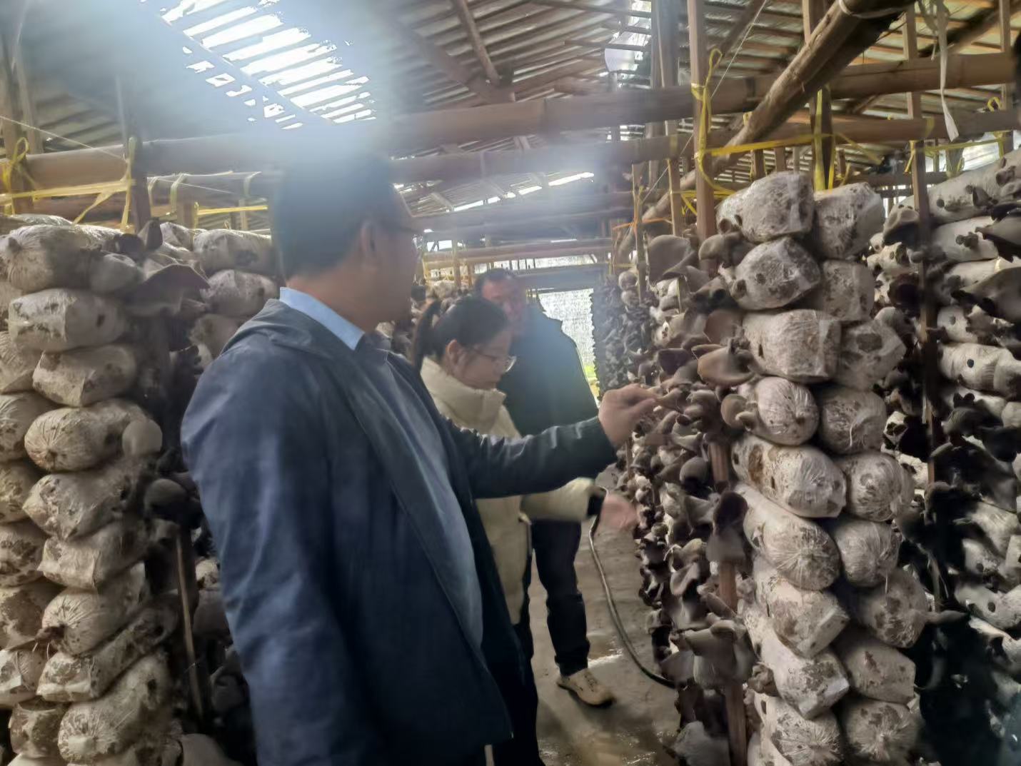 食用菌所赴永安调研高温毛木耳性状变化问题