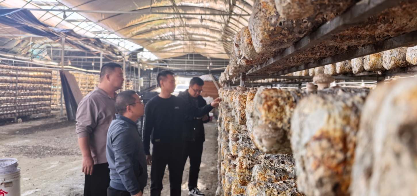 聚焦品种创新 赋能产业升级 —— 我院联合省市专家赴清流林畲调研香菇产业发展