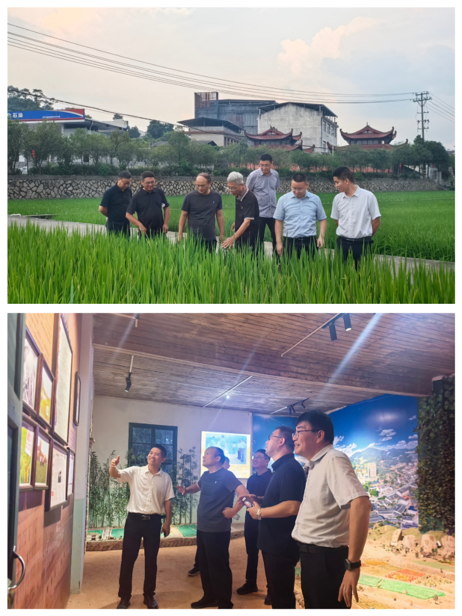 中国水稻研究所党委书记徐树仁一行到我市 开展杂交水稻制种产业调研