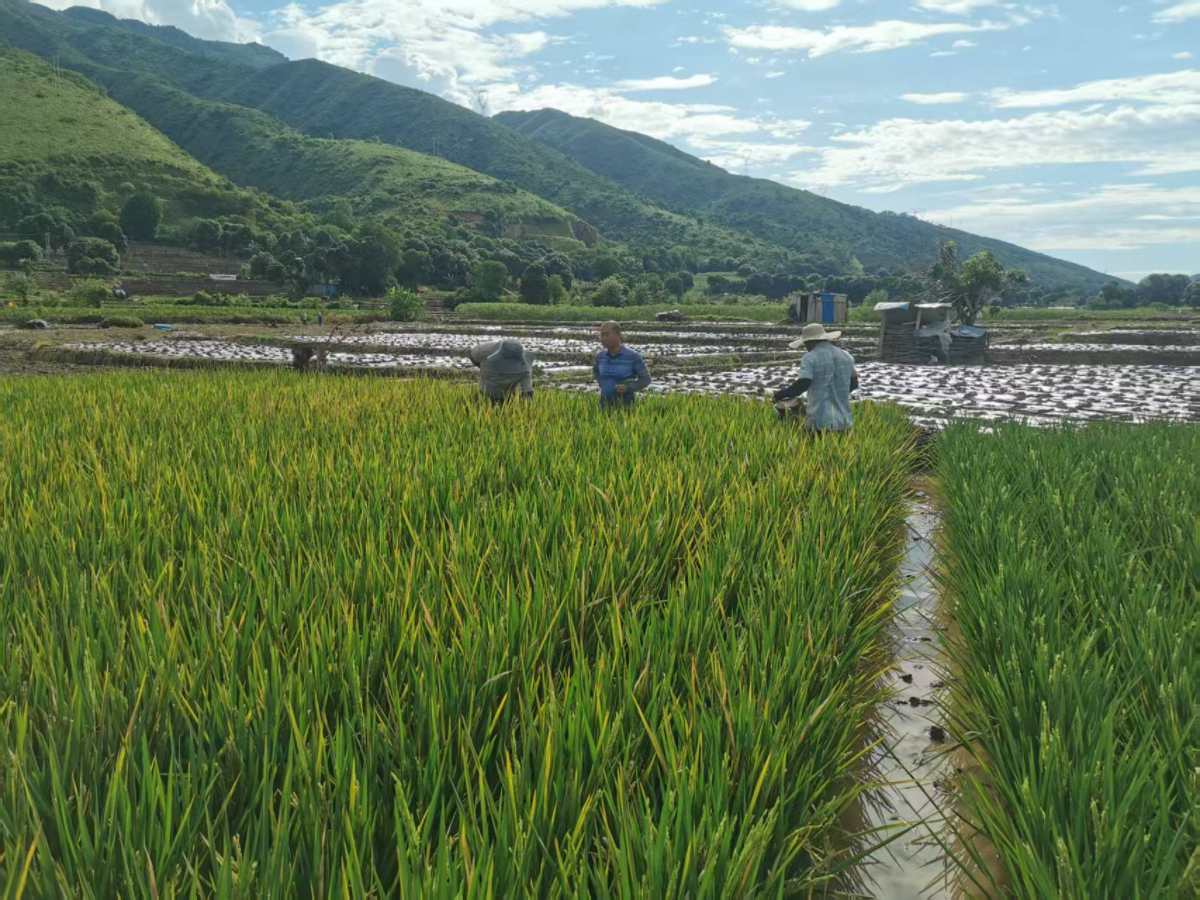 我院水稻所选育的水稻不育系“明盛S”“明旺S”通过田间现场鉴定
